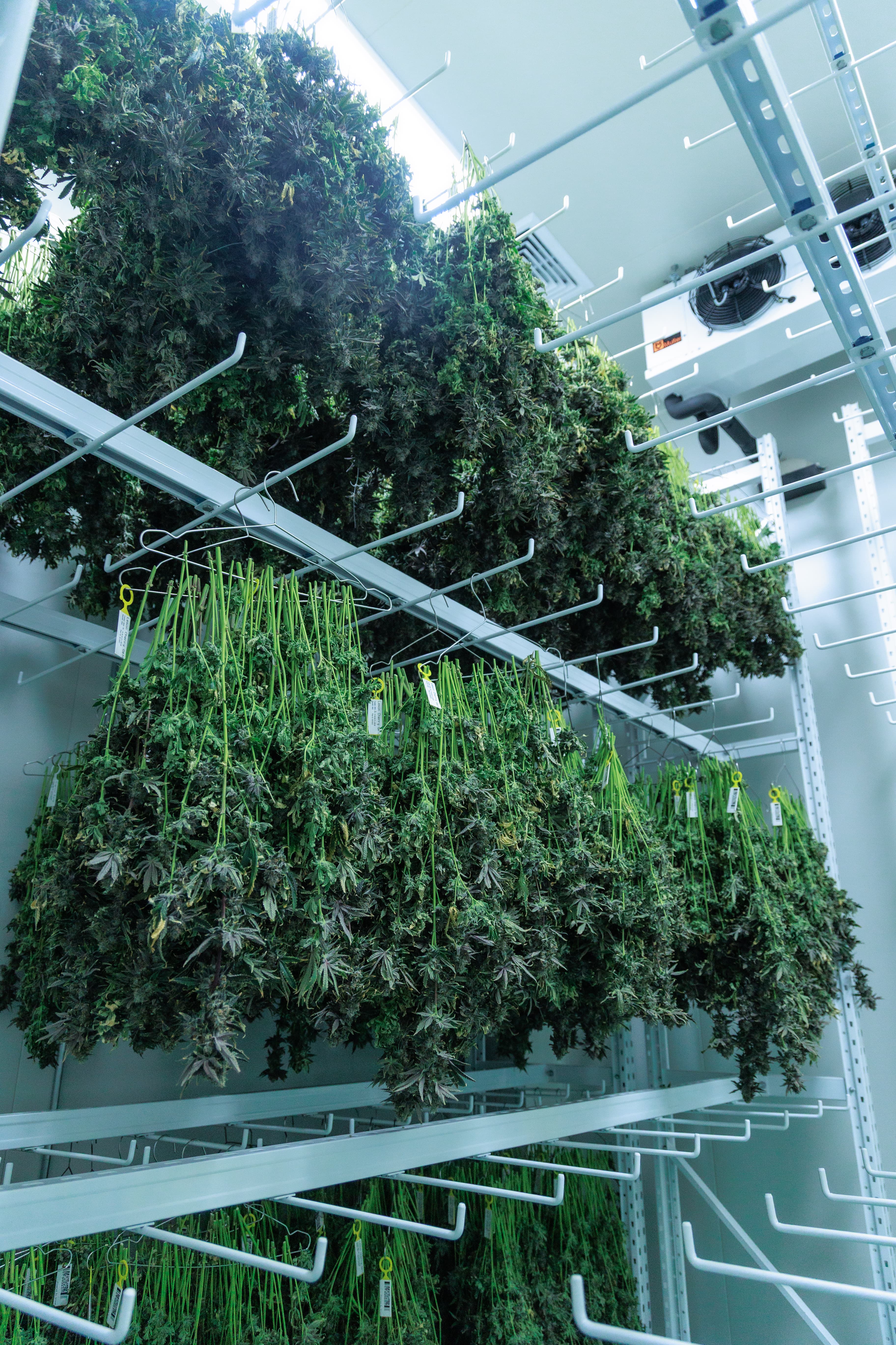 Flowering & Harvest