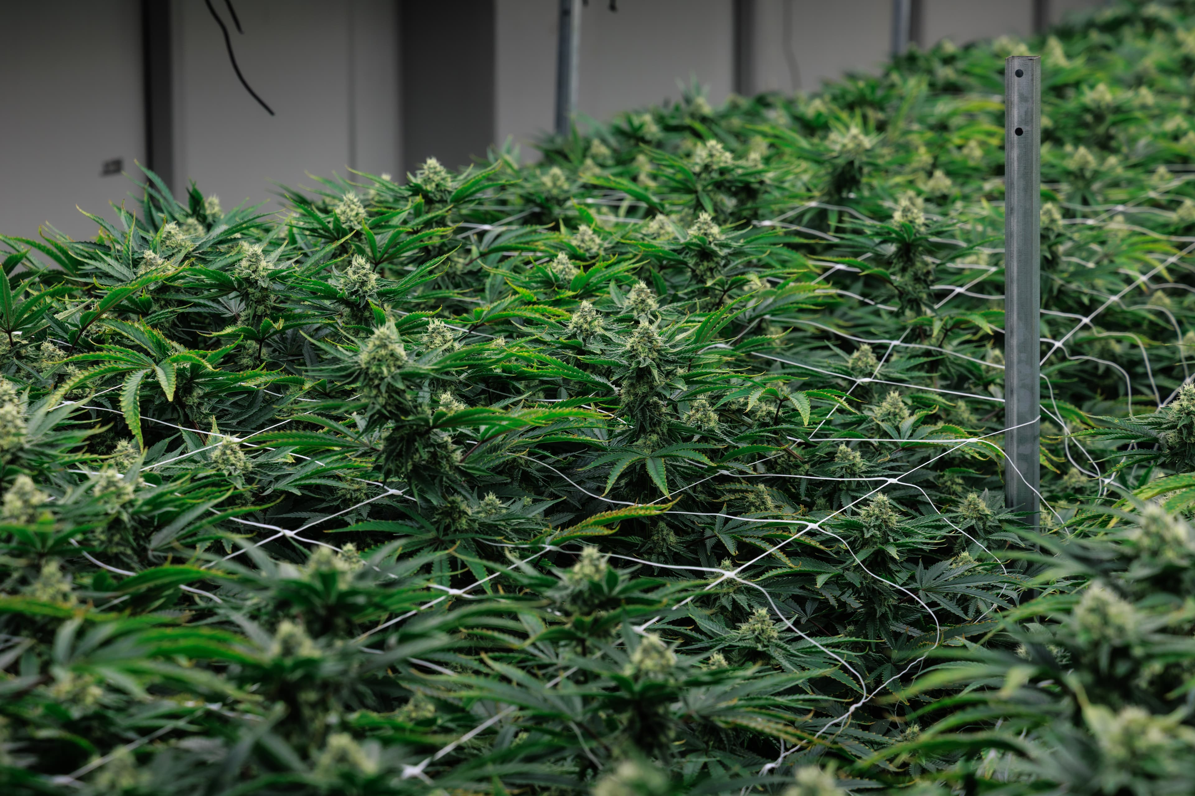 Vegetative Growth