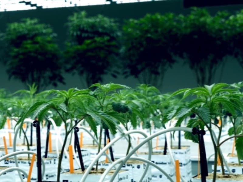 Genetics & Cloning - 1