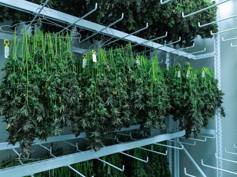 Drying & Curing - 1