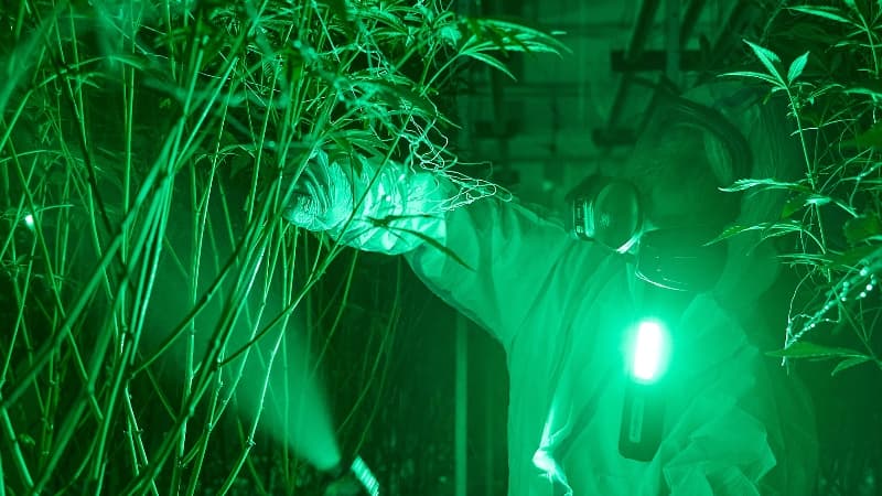 Thailand's Cannabis Industry: 2025 Outlook