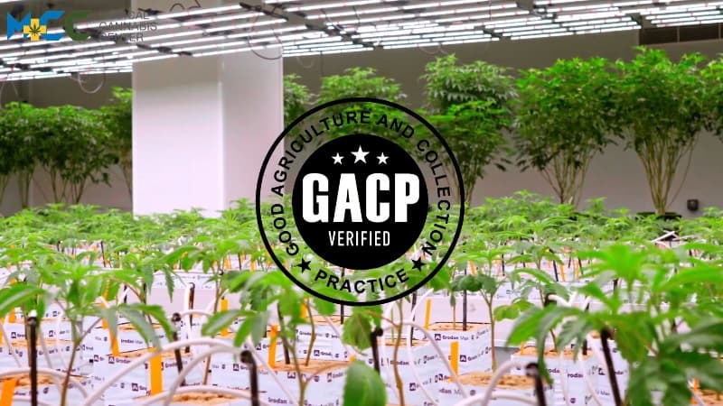 Propagation & Mothers